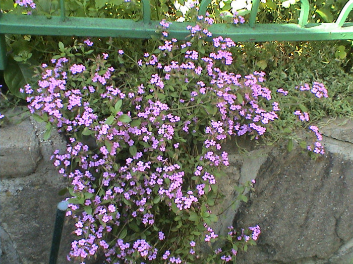 Saponaria ocymoides