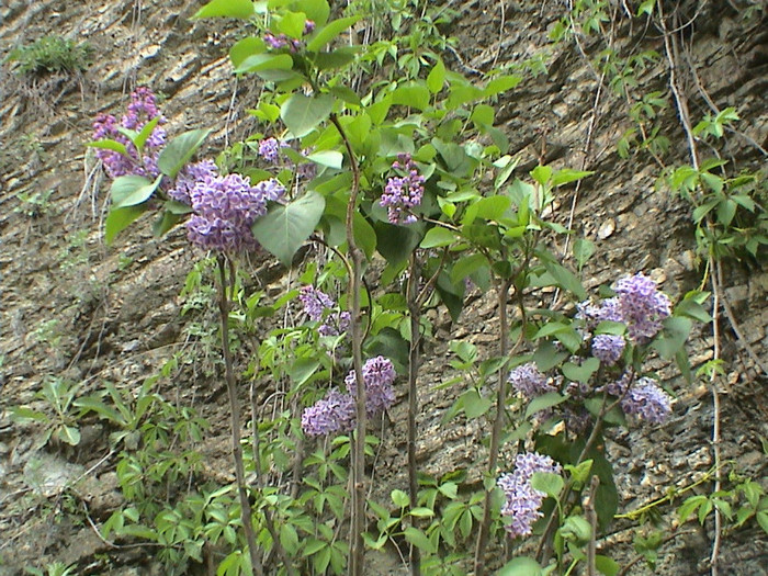 DSC00099