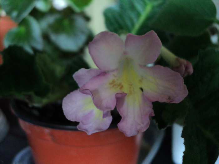 20 mai - 2012_Streptocarpus