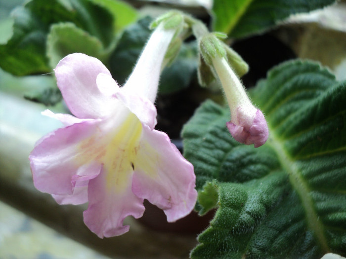 DSC03480 - 2012_Streptocarpus