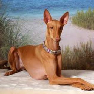 images - pharaoh hound