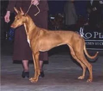 images (2) - pharaoh hound