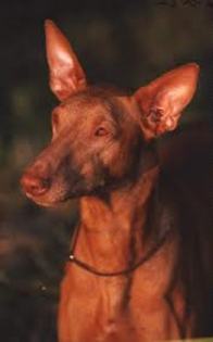 images (7) - pharaoh hound