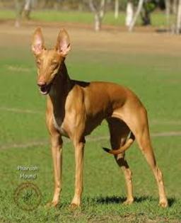 images (13) - pharaoh hound