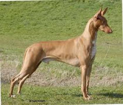 images (15) - pharaoh hound