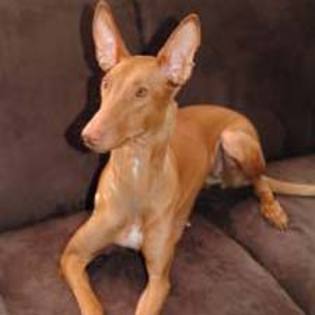 pharaoh_hounds - pharaoh hound