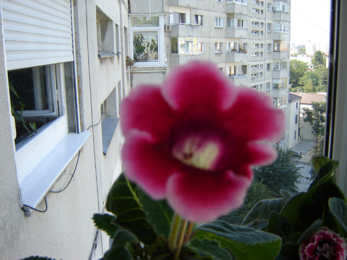 DSC03635; GLOXINIA
