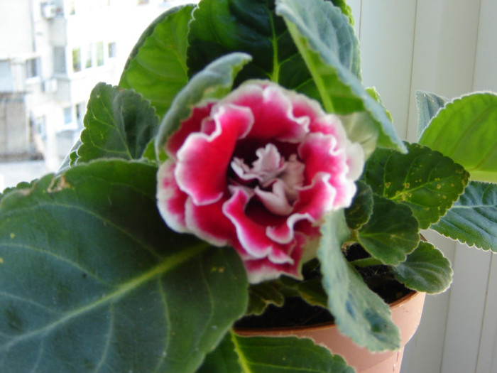 DSC03636; GLOXINIA
