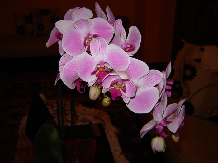 DSC03658 - FLORI 2012