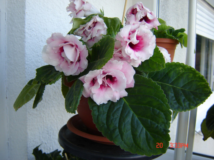 DSC03672 - FLORI 2012