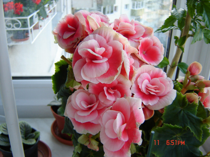 DSC03772