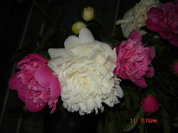 DSC03774