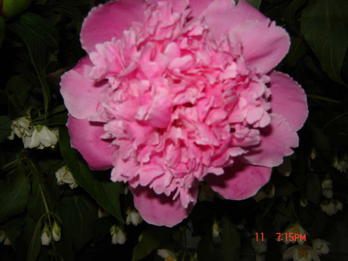 DSC03776