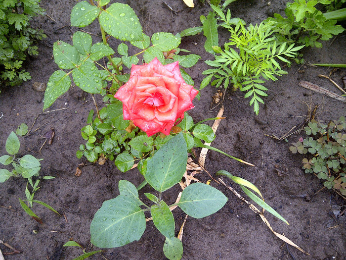 trandafir - flori de gradina 2012