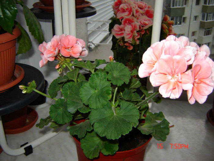 DSC03793 - FLORI 2012