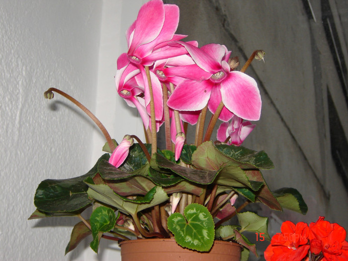 DSC03794 - FLORI 2012