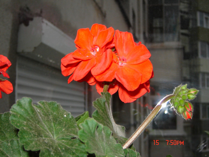 DSC03795 - FLORI 2012