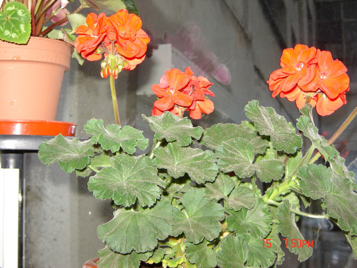 DSC03796 - FLORI 2012