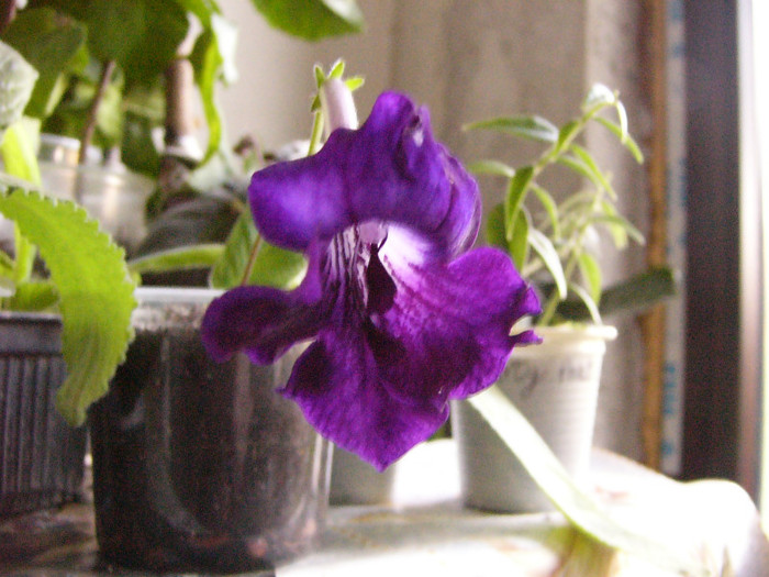 Feleak? - Streptocarpus