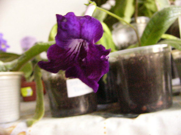 Feleak? - Streptocarpus