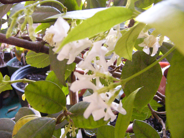 Trachylospermus jasminoides