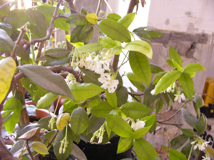 Trachylospermus jasminoides - Alte plante