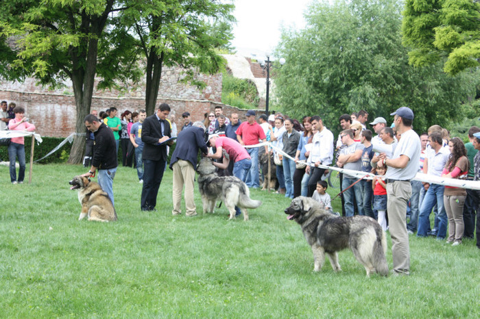 IMG_5807 - Targoviste 20-05-2012