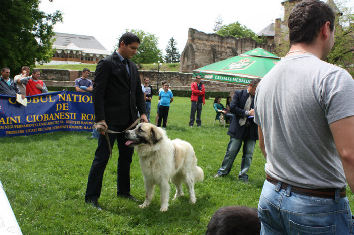 IMG_5833 - Targoviste 20-05-2012