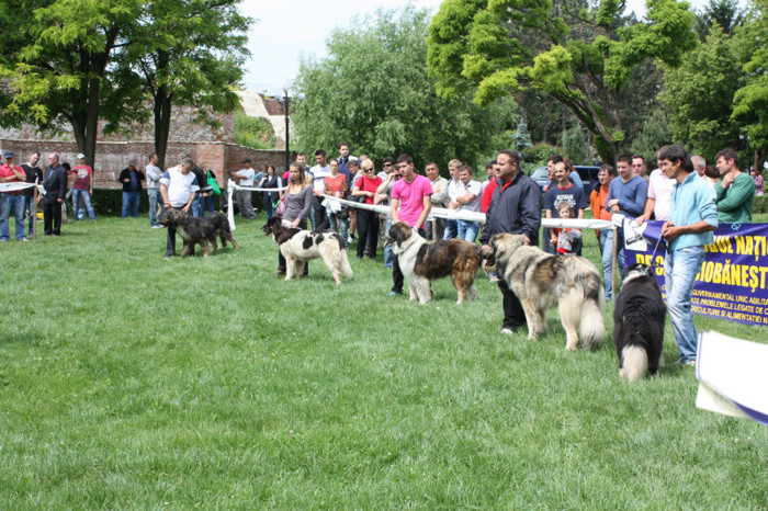 IMG_5834 - Targoviste 20-05-2012