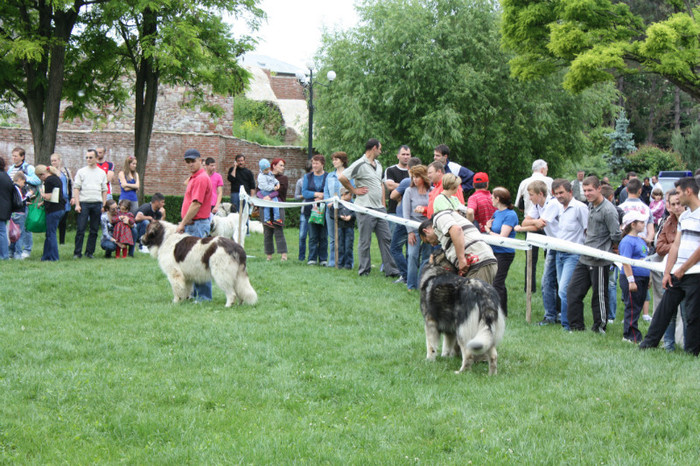 IMG_5846 - Targoviste 20-05-2012