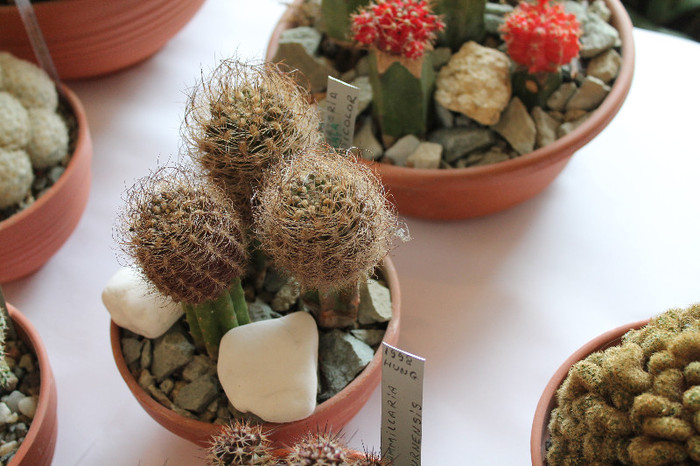 expo cactusi 2012 012