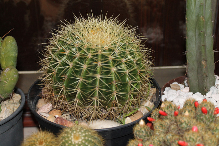 expo cactusi 2012 020