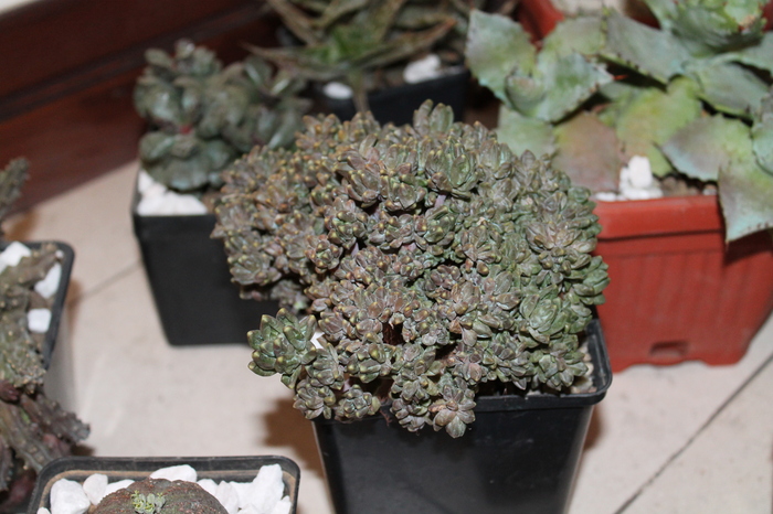 expo cactusi 2012 021