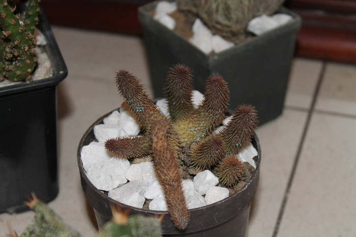 expo cactusi 2012 023
