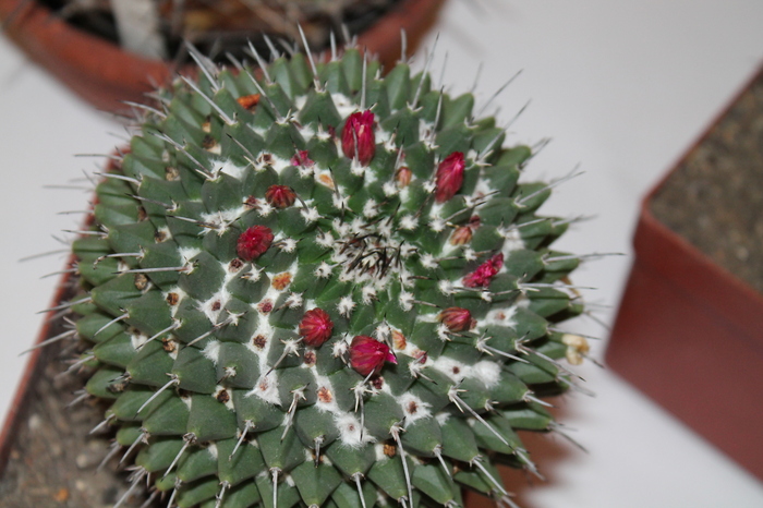 expo cactusi 2012 026