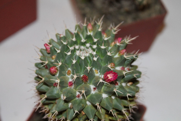 expo cactusi 2012 027