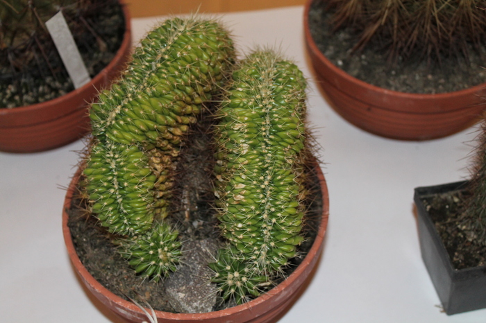 expo cactusi 2012 028