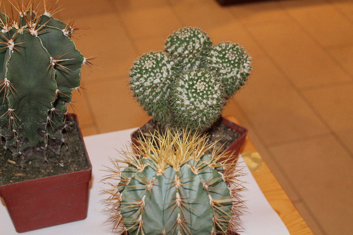 expo cactusi 2012 029