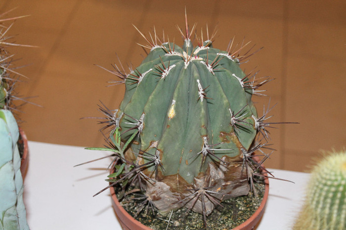 expo cactusi 2012 030