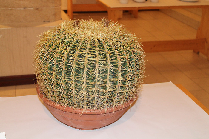 expo cactusi 2012 031