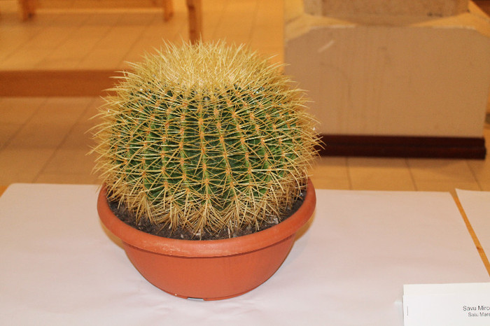 expo cactusi 2012 032