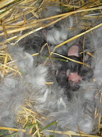 13 pui- femela ug gri 1 - cuiburi 2012