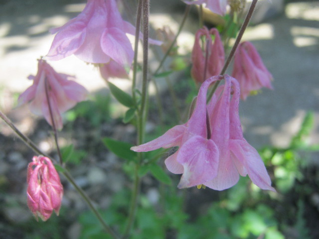 Picture 017 - florile  anului  2012