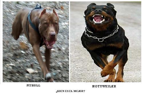 pitbull_vs_rottweiler - care caine credeti ca va castiga