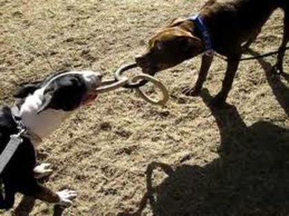 pitbull vs bull terrier - care caine credeti ca va castiga
