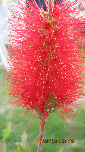 Picture 089 - florile  anului  2012