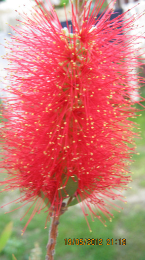 Picture 088 - florile  anului  2012