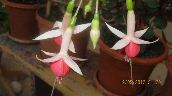 Picture 093 - florile  anului  2012