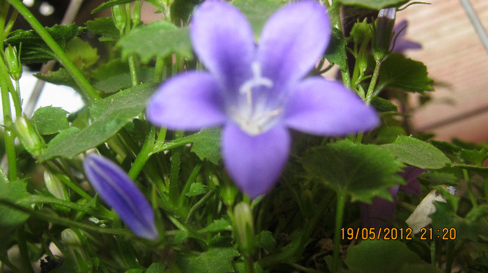 Picture 092 - florile  anului  2012