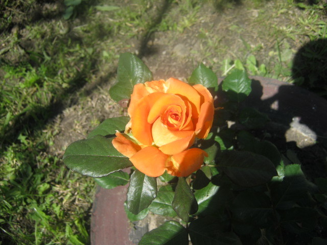 Picture 003 - florile  anului  2012